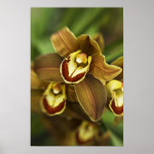 Cymbidium Orchid Poster (Voorkant)