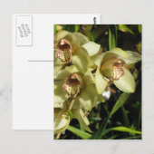 Cymbidium Orchids briefkaart, aanpassen Briefkaart (Voorkant / Achterkant)
