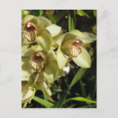 Cymbidium Orchids briefkaart, aanpassen Briefkaart (Voorkant)