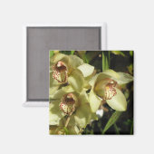 Cymbidium Orchids magnet (Voorkant / Achterkant)