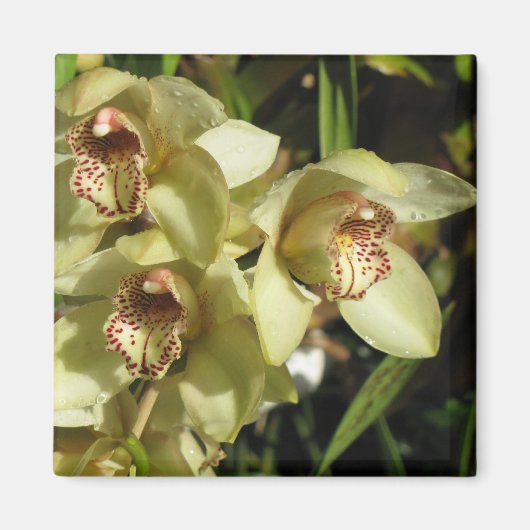 Cymbidium Orchids magnet (Voorkant)