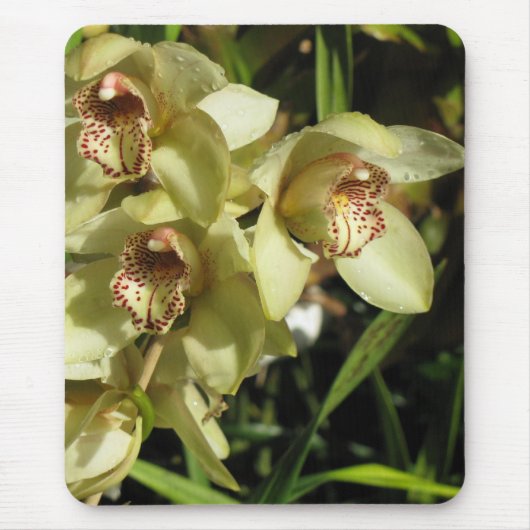 Cymbidium Orchids mousepad Muismat (Voorkant)