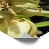 Cymbidium Orchids poster (Hoek)
