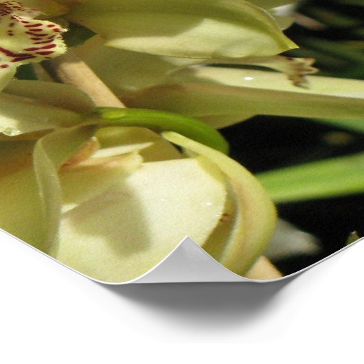 Cymbidium Orchids poster (Hoek)