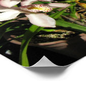 Cymbidium Orchids poster (Hoek)