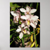 Cymbidium Orchids poster (Voorkant)