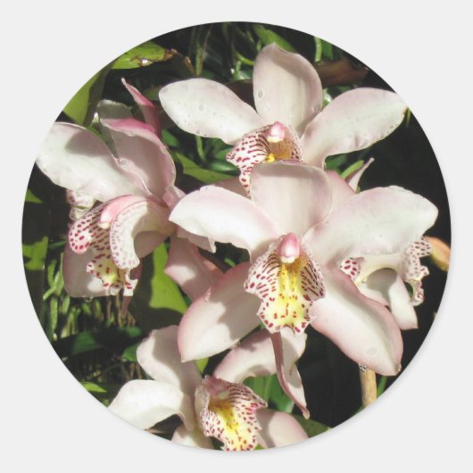 Cymbidium Orchids stickers (Voorkant)