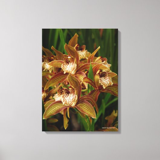 Cymbidium tracyanum canvas afdruk (Voorkant)