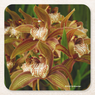 Cymbidium tracyanum kartonnen onderzetters
