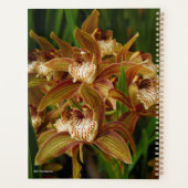 Cymbidium tracyanum planner (Achterkant)