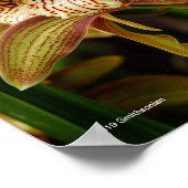 Cymbidium tracyanum poster (Hoek)
