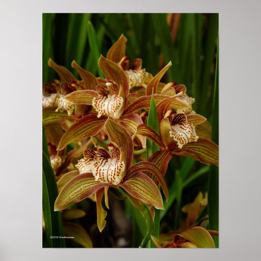 Cymbidium tracyanum poster (Voorkant)