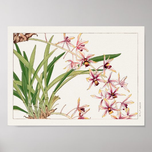 Cymbidium van Tanigami Konan Poster (Voorkant)