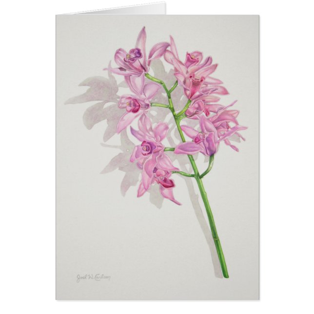 Cymbidiumorchideeën (Voorkant)