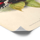 Cymbirhynchus affinis Red  Bird of Asia Poster (Hoek)