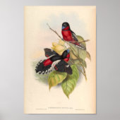 Cymbirhynchus affinis Red  Bird of Asia Poster (Voorkant)