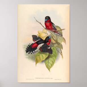 Cymbirhynchus affinis Red Bird of Asia Poster