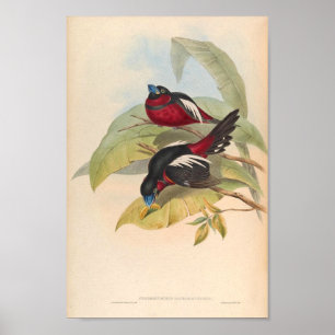 Cymbirhynchus Macrorhynchos  Bird oF Asia Poster