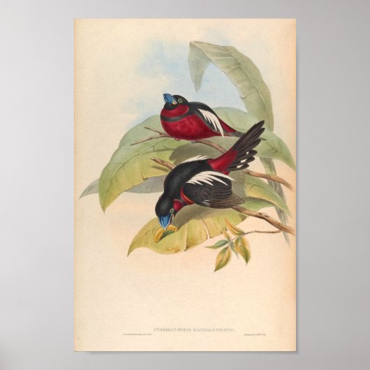 Cymbirhynchus Macrorhynchos  Bird oF Asia Poster (Voorkant)