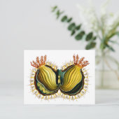 Cynthia melocactus Ernst Haeckel Fine Art Briefkaart (Staand voorkant)