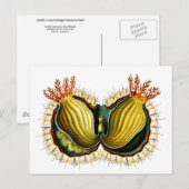 Cynthia melocactus Ernst Haeckel Fine Art Briefkaart (Voorkant / Achterkant)