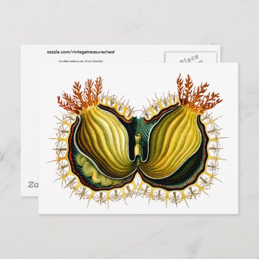 Cynthia melocactus Ernst Haeckel Fine Art Briefkaart (Voorkant / Achterkant)