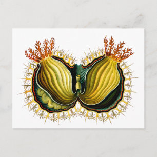Cynthia melocactus Ernst Haeckel Fine Art Briefkaart