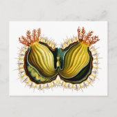 Cynthia melocactus Ernst Haeckel Fine Art Briefkaart (Voorkant)