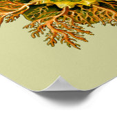 Cynthia melocactus Ernst Haeckel Fine Art Poster (Hoek)