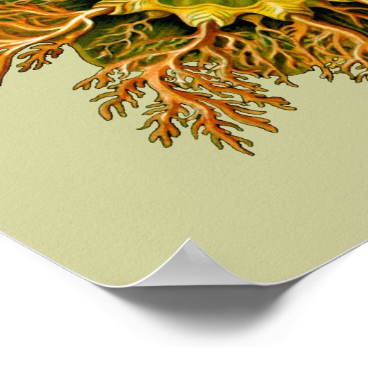 Cynthia melocactus Ernst Haeckel Fine Art Poster (Hoek)