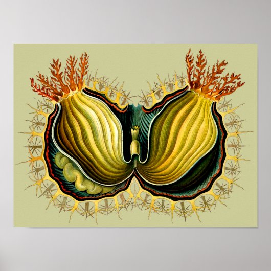 Cynthia melocactus Ernst Haeckel Fine Art Poster (Voorkant)