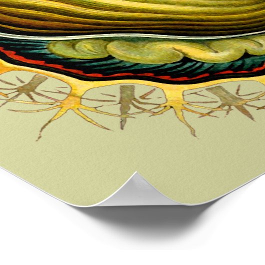 Cynthia melocactus Ernst Haeckel Fine Art Poster (Hoek)