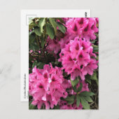 Cynthia Rhododendrons, Oregon Briefkaart (Voorkant / Achterkant)