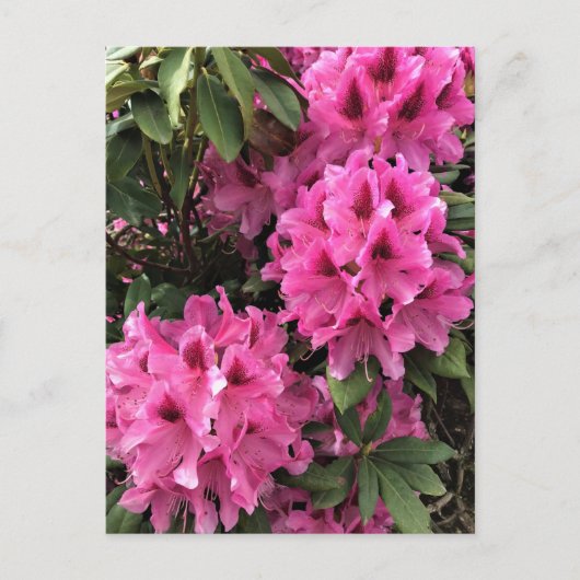 Cynthia Rhododendrons, Oregon Briefkaart (Voorkant)