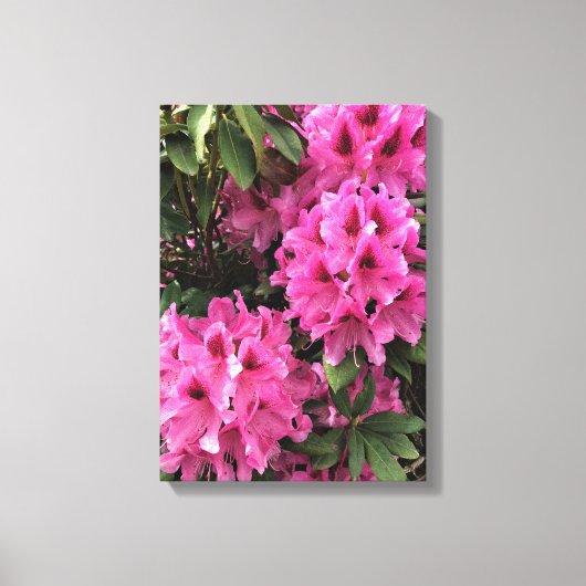 Cynthia Rhododendrons, Oregon Canvas Afdruk (Voorkant)