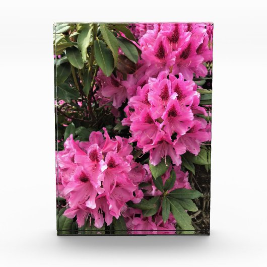 Cynthia Rhododendrons, Oregon Fotoblokken (Voorkant)
