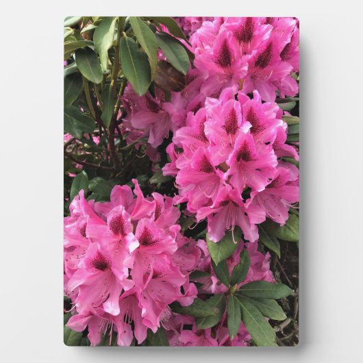 Cynthia Rhododendrons, Oregon Fotoplaat (voorkant)