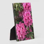 Cynthia Rhododendrons, Oregon Fotoplaat (Zijkant)