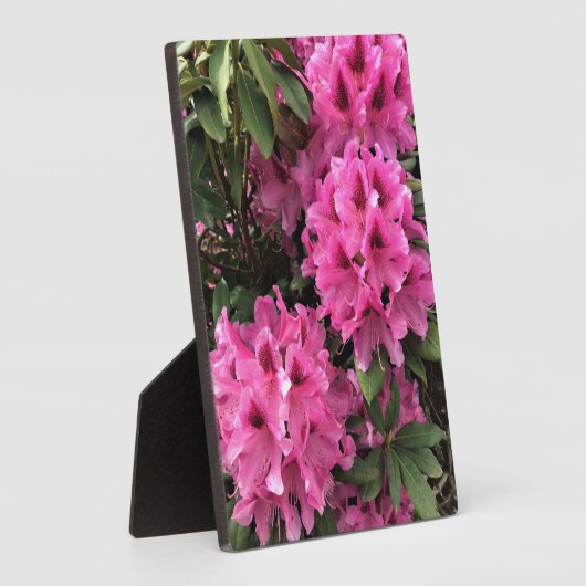 Cynthia Rhododendrons, Oregon Fotoplaat (Zijkant)
