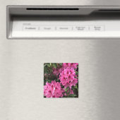 Cynthia Rhododendrons, Oregon Magneet (Insitu (Vaatwasser))