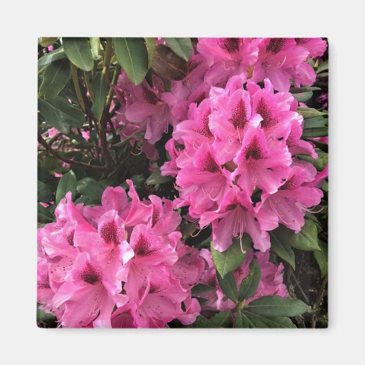 Cynthia Rhododendrons, Oregon Magneet (Voorkant)