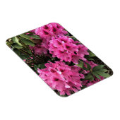 Cynthia Rhododendrons, Oregon Magneet (Rechterzijde)