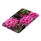 Cynthia Rhododendrons, Oregon Magneet (Linkerzijde)