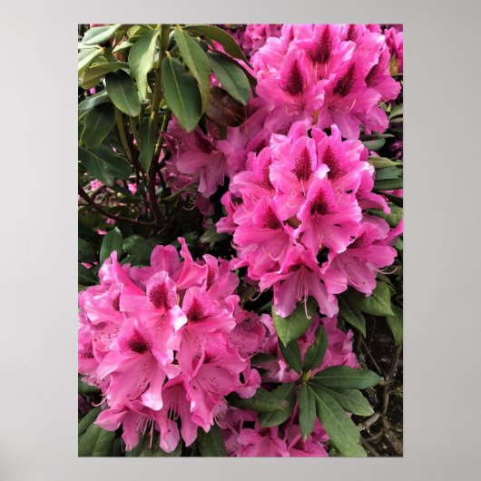 Cynthia Rhododendrons, Oregon Poster (Voorkant)