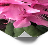 Cynthia Rhododendrons, Oregon Poster (Hoek)