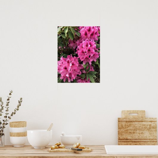 Cynthia Rhododendrons, Oregon Poster (Keuken)