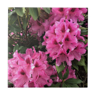 Cynthia Rhododendrons, Oregon Tegeltje
