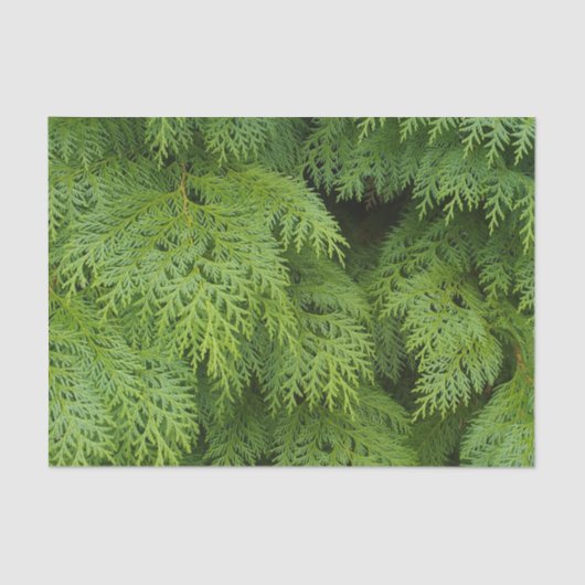 Cypersbomen Tissuepapier (Voorkant)