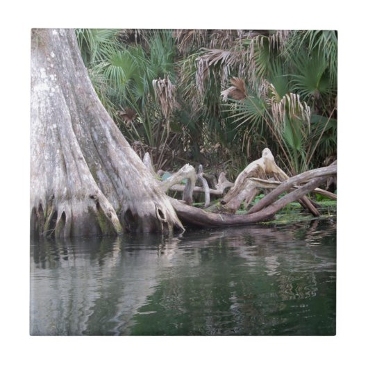 Cypersboomknieën gereflecteerd tegeltje (Voorkant)