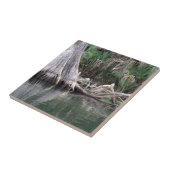 Cypersboomknieën gereflecteerd tegeltje (Zijkant)